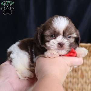 Gus (Mini), Shih Tzu Puppy